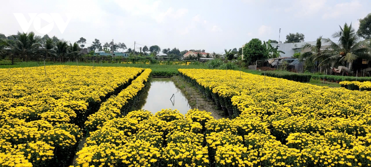 Nông dân ở làng hoa Mỹ Phong (Đồng Tháp) thấp thỏm lo âu vụ mùa Tết